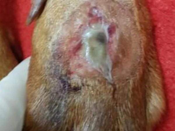 alabama rot in dogs symptoms showing open sore on dogs paw