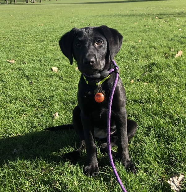 Labrador puppy in park