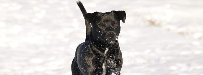 Close-up image of a Patterdale Terrier running through water