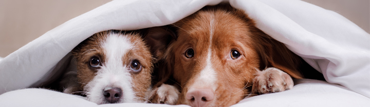 dogs-hiding-under-blanket