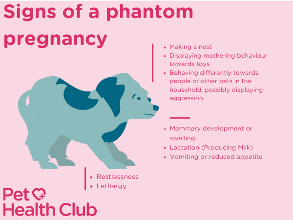 infographic showing symptoms of a phantom pregnancy in dogs