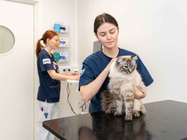 cat at vets for article on how to groom your cat