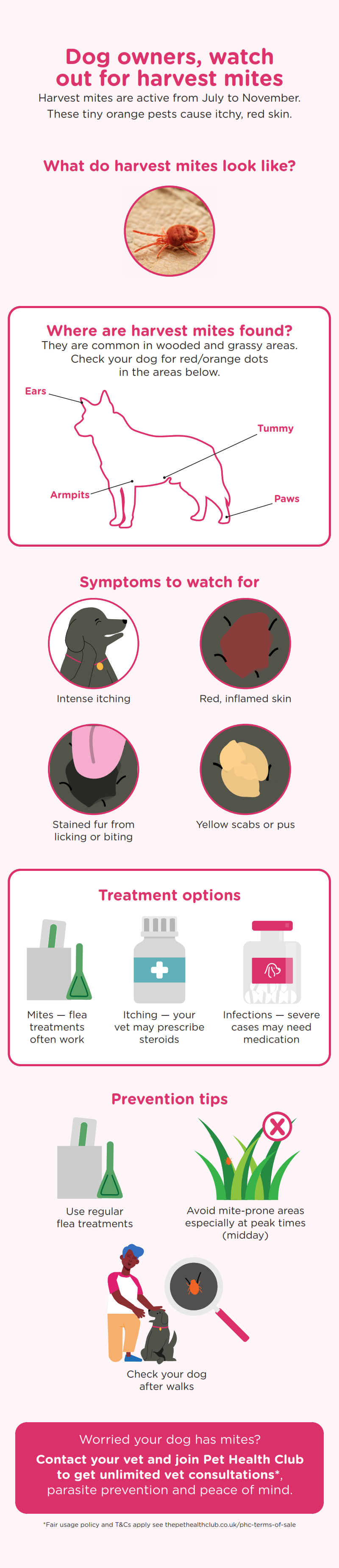 Inforgraphic showing dangers of harvest mites to dogs