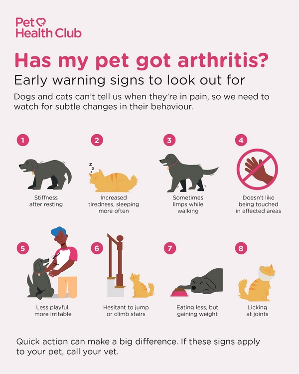 Signs of arthritis in dogs infographic