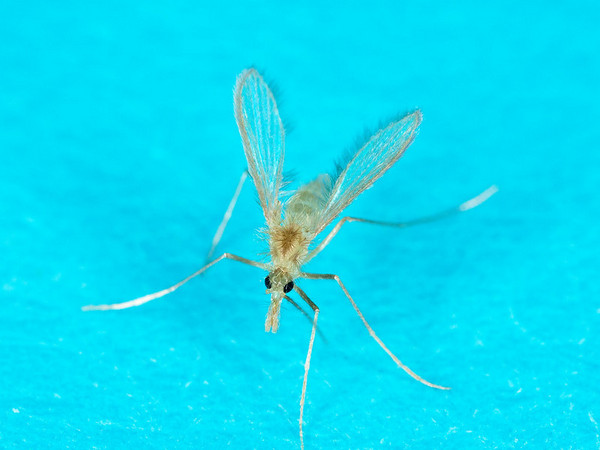 Close-up image of a Phlebotomus sandfly, the insect responsible for causing Leishmaniasis symptoms in dogs