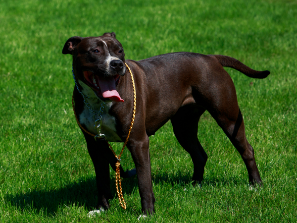 Banned dog breed Pit Bull Terrier