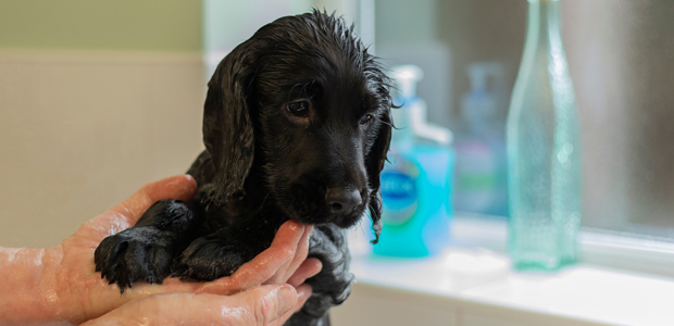 black spaniel puppy having a bath