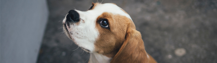 cute beagle puppy sitting