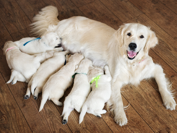 puppies with mother showing a good puppy breeder