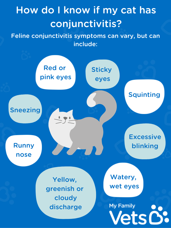 Symptoms of conjunctivitis in cats infographic