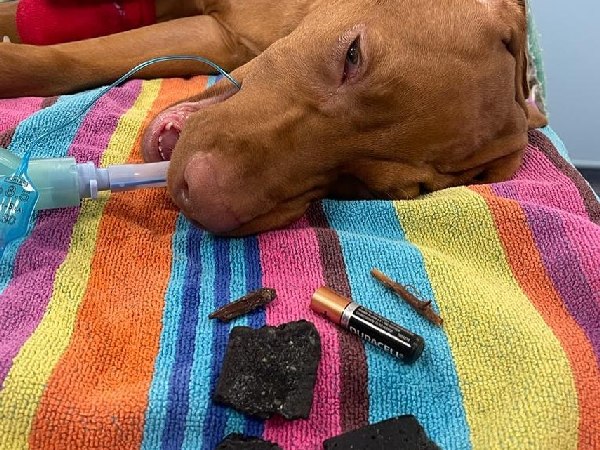 dog with tube in throat laying next to discarded battery