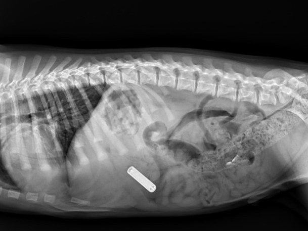 xray of dog showing battery