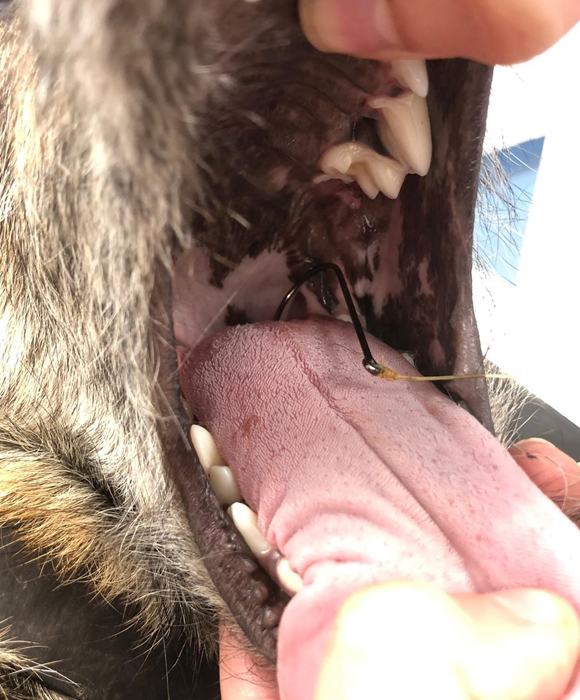 fish hook stuck in dogs mouth