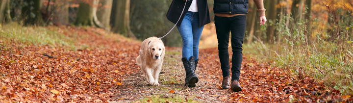 Image of a dog walking in a woodland area in autumn for article on seasonal canine illness symptoms