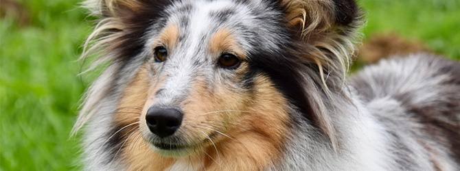 white chested shetland sheepdog with blurred background