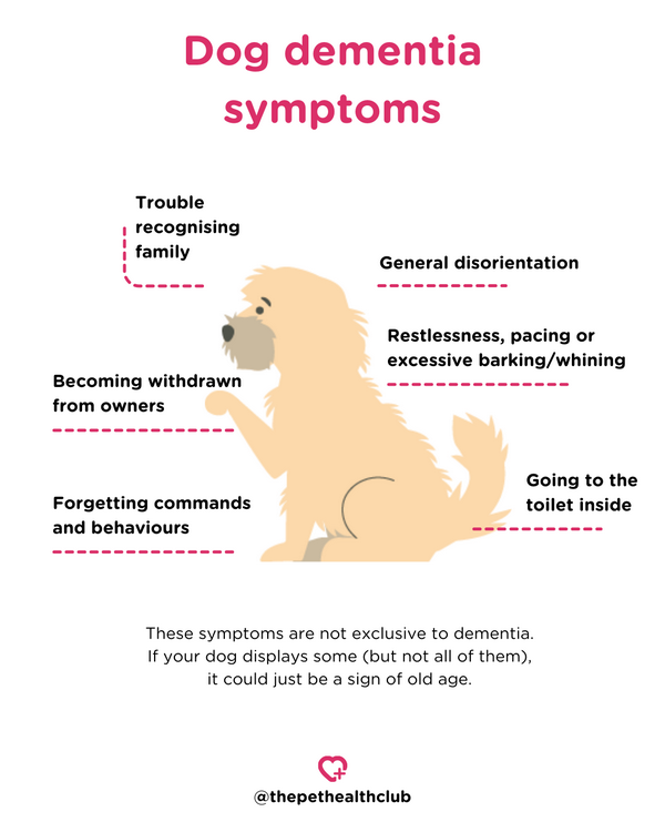 Infographic on symptoms of dementia in dogs