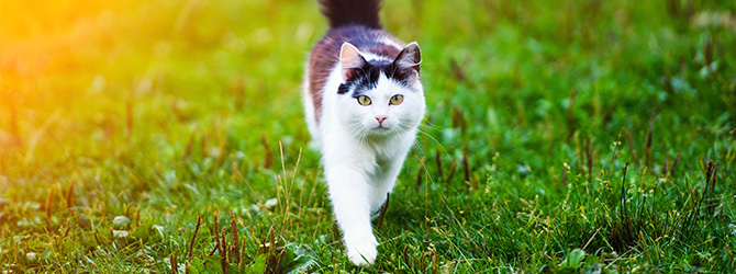 cat walking on spring grass