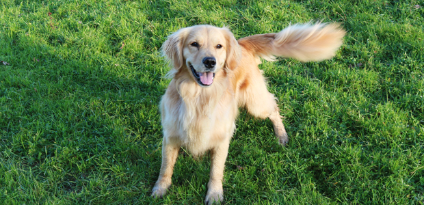 happy golden retriever wagging tail