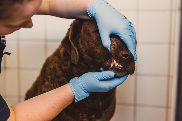 dog having teeth checked for article on pet dental care