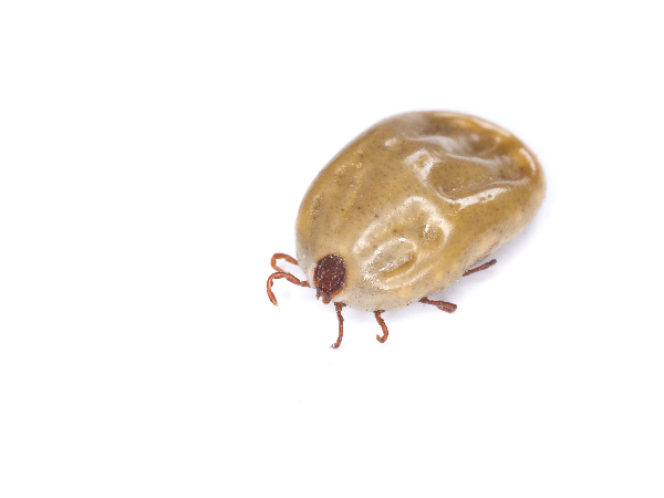 Image for article on How to remove a tick from a cat