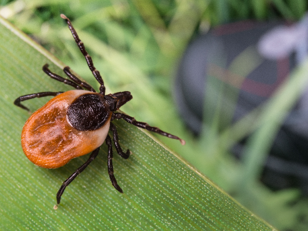 image of deer tick for article on ticks on cats