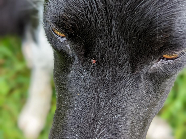 image of tick for article on ticks on dogs