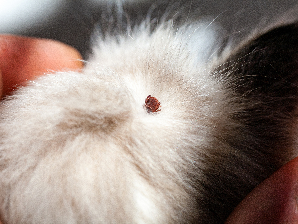 image of tick on a cat