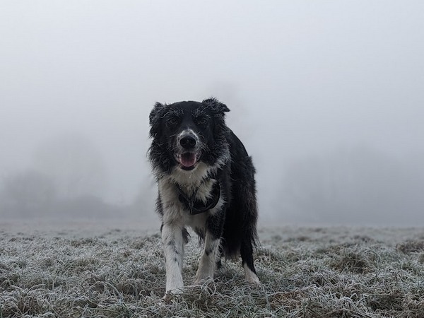 image for Safe temperature to walk dog