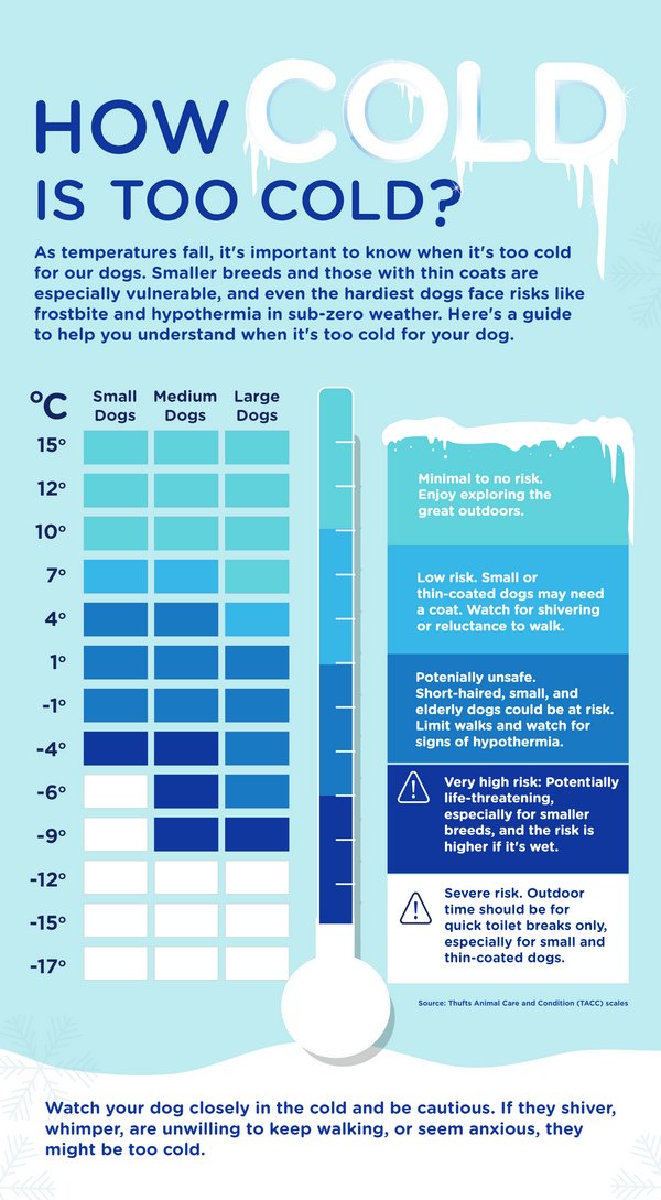 infographic showing when it's too cold to walk your dog