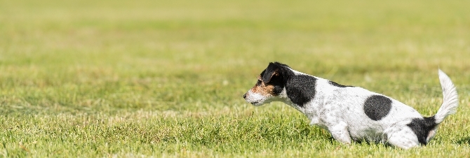image of jack russell peeing for article on how to get a urine sample from a dog 