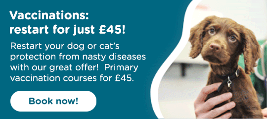 Vaccines for dogs, cats, puppies & kittens: restart for £45 with My Family Vets
