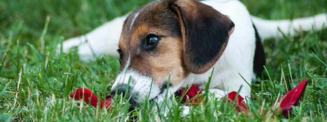 beagle puppy lying beside red roses