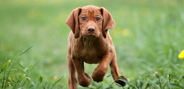 Vizsla puppy in a field
