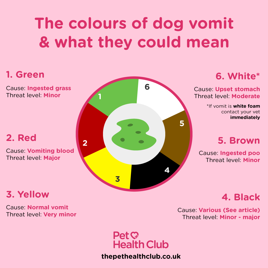 Dog vomit colour chart