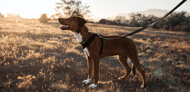 brown dog walking on a lead in field