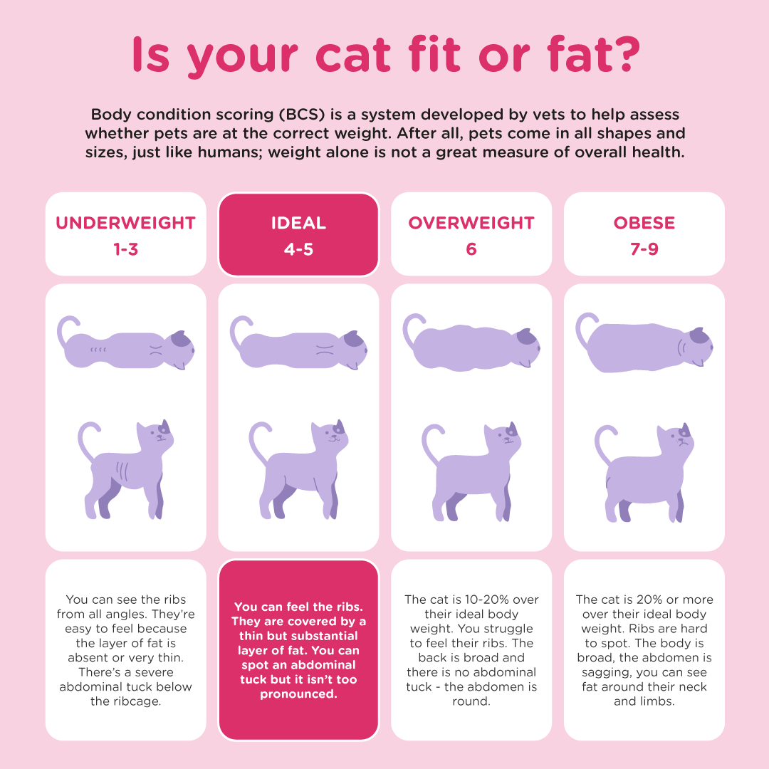 infographic on weight gain in cats