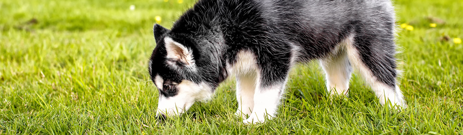 husky puppy sniffing grass