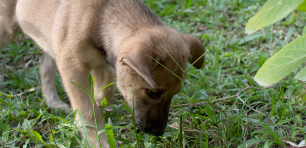 brown puppy sniffing grass