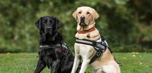 two labradors in walking harnesses