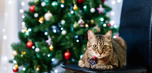 cat in front of christmas tree