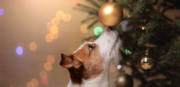 brown and white terrier sniffing christmas tree