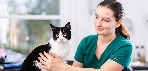 black and white cat having check-up with vet