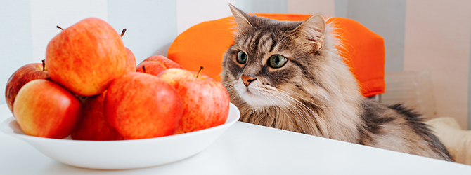 Image of curious cat staring at a bowl of fresh apples for article on what fruit can cats eat