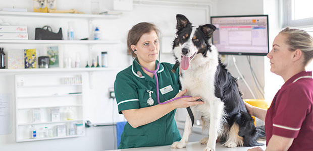 collie in consult room