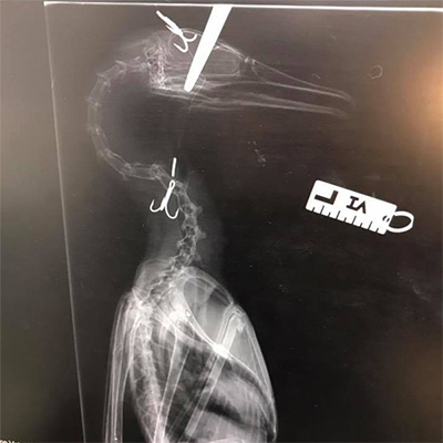 x-ray of cormorant showing the hook it had swallowed