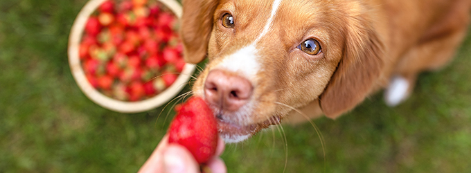 Banner photo of a dog sniffing a fresh strawberry, curious if it's a safe fruit for dogs.