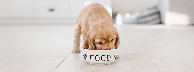 adorable puppy eating from bowl