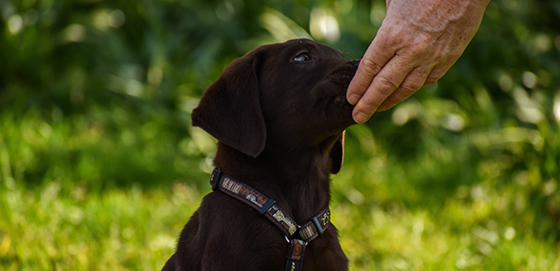 labrador puppy being fed out of human's hand