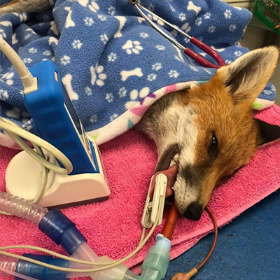 fox under anaesthetic