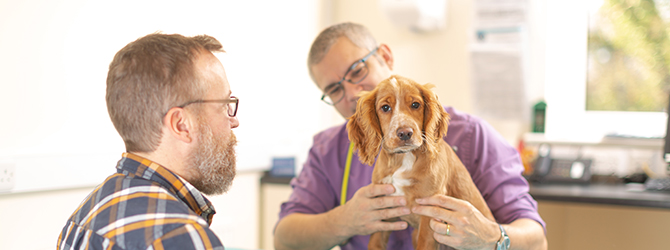Cocker spaniel during a consult with a vet